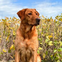 Sook - Labrador Retriever