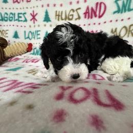Peter - Parti male Poodle puppy in Pounding  Mill, Virginia from Rosa's Chihuahuas