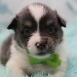 Ice - Fluffy - Gray and white male American Corgi puppy in Lithia, Florida from Diamondcrest Inc