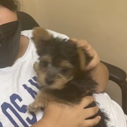 Maltipoo, Poodle, Yorkipoo, and Yorkshire Terrier Puppies from Boujie Pups