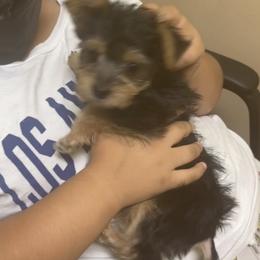 Maltipoo, Poodle, Yorkipoo, and Yorkshire Terrier Puppies from Boujie Pups
