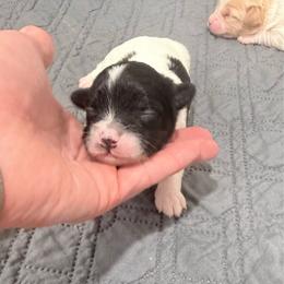 Apple - Black and white female Cavapoo puppy in Nevada, Missouri from Backroad Fur Babies