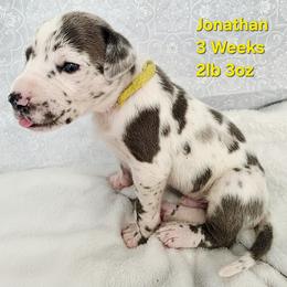 Johnathan - Harlequin male Great Dane puppy in Bay City, Michigan from Monarch Danes