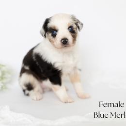 Bonnie - Blue merle female Miniature Australian Shepherd puppy in Wooster, Ohio from Kari's Mini Aussies