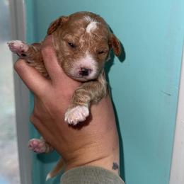 Boy 5 - Brown and white male Aussiedoodle puppy in Mtn Rest, South Carolina from Stocktons Doxies & Doodles