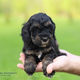 Columbia - Black and tan female Cockapoo puppy in Canastota, New York from Silver City Cockapoos