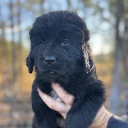 Pink collar - Black female Newfoundland puppy in Tallahassee, Florida from Noble Newfoundlands