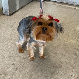 Pucca - Yorkshire Terrier