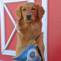 Mo - Golden Retriever
