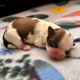 Boy 3 - Tricolor male Shih Tzu puppy in Oakville, Washington from Pine Pawz