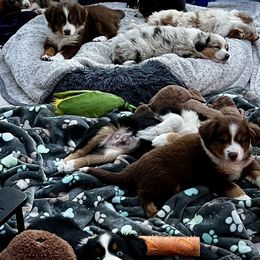 Miniature Australian Shepherd Puppies from Iris’ Island Oasis