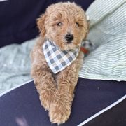 Apollo - Red male Whoodle puppy in Rising Sun, Indiana from Ruby Lane Doodles