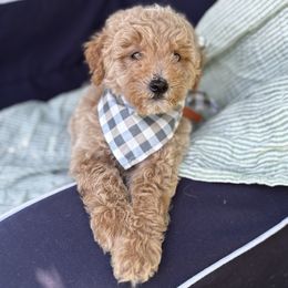 Apollo - Red male Whoodle puppy in Rising Sun, Indiana from Ruby Lane Doodles