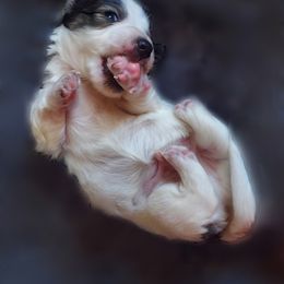 Dachshund Puppies from Cuddlehound Kennels