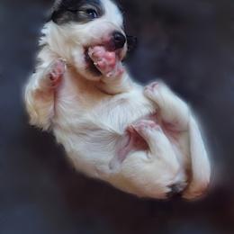 Dachshund Puppies from Cuddlehound Kennels