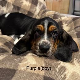 Purple - Black brown and white female Basset Hound puppy in Poland, Indiana from Bolderosa Bassets
