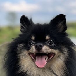 Wheezer - Pomeranian