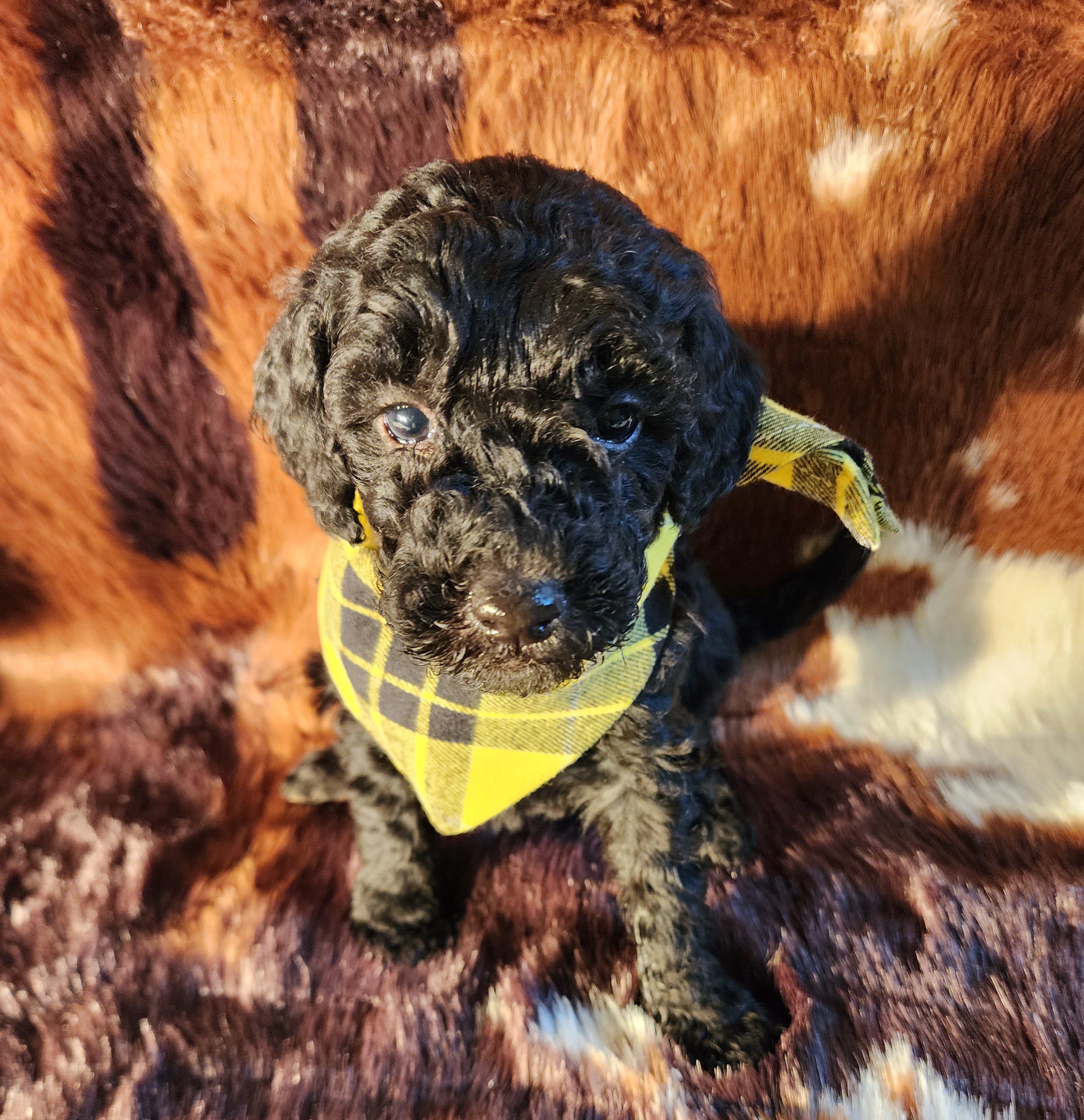 Goldendoodle Puppies from Ds_minidoodles