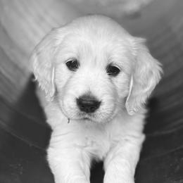 Golden Retrievers from Vollbach Farm