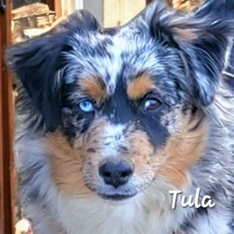 Tula - Miniature American Shepherd