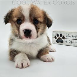 Ron - Red male Pembroke Welsh Corgi puppy in Kiowa, Colorado from Cool Water Corgis LLC