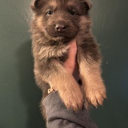 Boy 7 - male German Shepherd puppy in Watervliet, Michigan from M&M Shepherd Farms