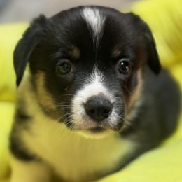 American Corgi and Pembroke Welsh Corgi Puppies from Low Riders Corgis & Mini Aussies