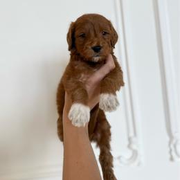 LOTUS - Red  male Goldendoodle puppy in Independence, Oregon from ANKENY DOODLES