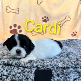 Cardi - Black and white female Shih Tzu puppy in Cordova, Tennessee from TrueLine kennels