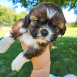 Louie - Brindle male Shih Tzu puppy in Wolcottville, Indiana from Ducky's Doodles