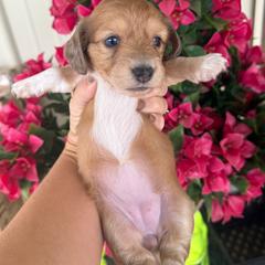 Honey - Piebald female Dachshund puppy in Harold, Kentucky from Taylors Tiny Tails