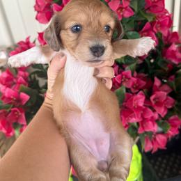 Honey - Piebald female Dachshund puppy in Harold, Kentucky from Taylors Tiny Tails