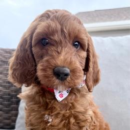 Puppy 3 - Apricot female Irish Doodle puppy in Bloomfield, Iowa from Schooley Doodles