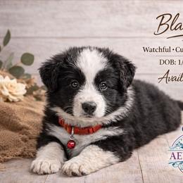 Blaze - Black & white male Australian Shepherd puppy in Citra, Florida from AEW Farm