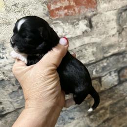 Black and white boy - Black and white male Shihpoo puppy in Newark, Ohio from Gemini Kennels