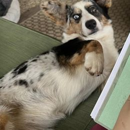 American Corgis and Pembroke Welsh Corgis from Olive Branch Corgis