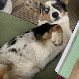 American Corgis and Pembroke Welsh Corgis from Olive Branch Corgis