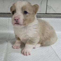 American Corgi Puppies from Whitecreek Corgis of Columbus, IN