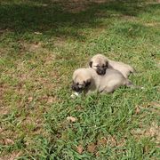 Kangal Puppies from DASA Ridge Kangals