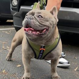 Bentley - French Bulldog