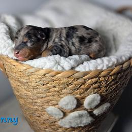 Lenny - Blue merle male Aussiedoodle puppy in Saint Cloud, Florida from Jagged Oaks Farm