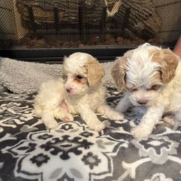 Girl 3 - Buff and white female Cockapoo puppy in Dahlonega, Georgia from Loveable Cockapoos
