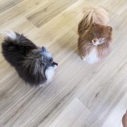 Lux - Pomeranian