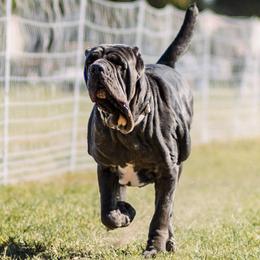 Ethel - Neapolitan Mastiff