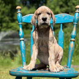 Flora - Brindle female Great Dane puppy in Beulah, Michigan from Northwood Euro Danes and Bassets