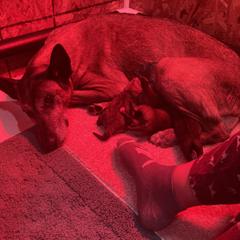 Belgian Malinois puppies from Red Rocket Malinois