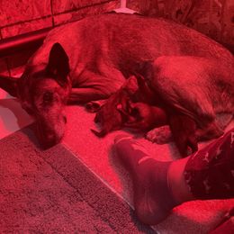Belgian Malinois puppies from Red Rocket Malinois