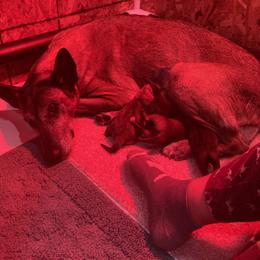 Belgian Malinois puppies from Red Rocket Malinois