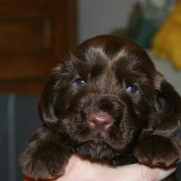 Field Spaniel puppies from Nautica Field Spaniels