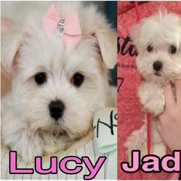 Maltese Puppies from Franny's Maltese Puppies